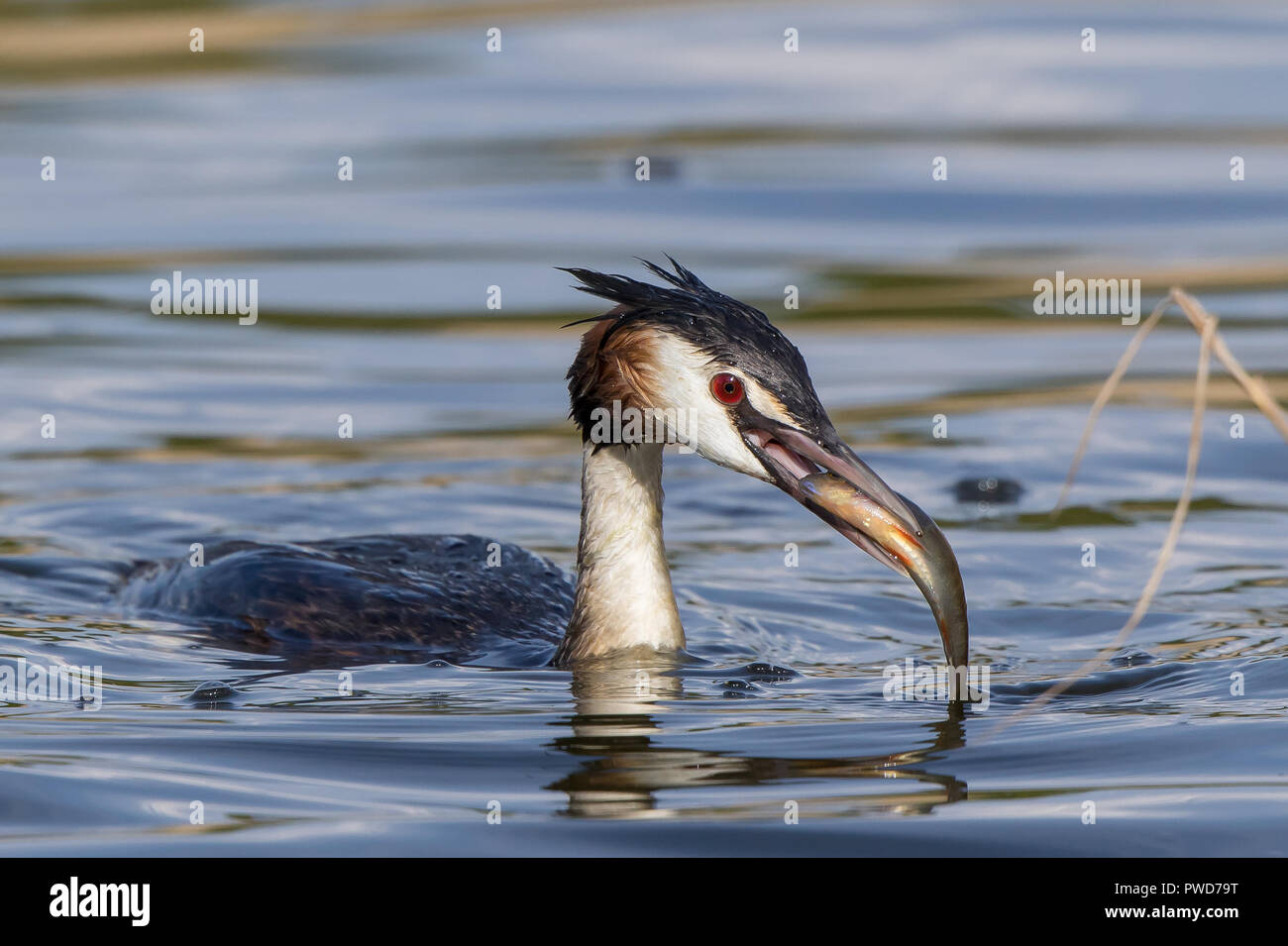 Nahaufnahme eines im Wasser isolierten wilden britischen Großkellengrebenvogels (Podiceps cristatus), der mit großen Fischen im offenen Schnabel schwimmt. Stockfoto