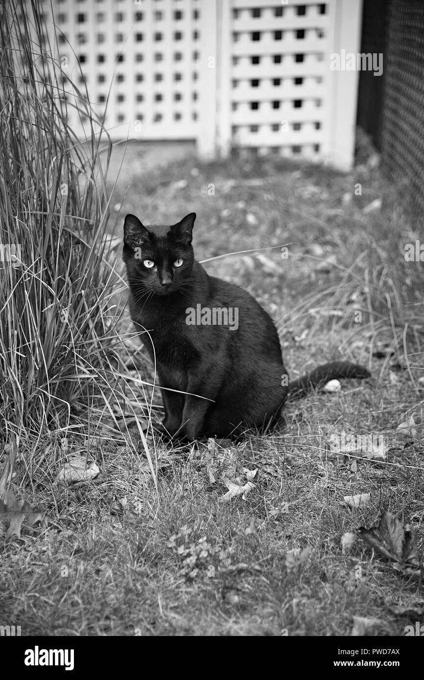 Schwarze Katze hängt heraus neben einem Busch er Snacking auf in Schwarz und Weiß Stockfoto