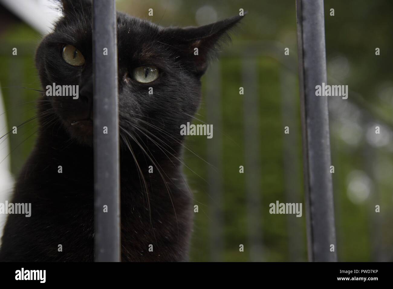 Eine schwarze Katze hängt heraus auf ein Wohngebiet stoop Stockfoto