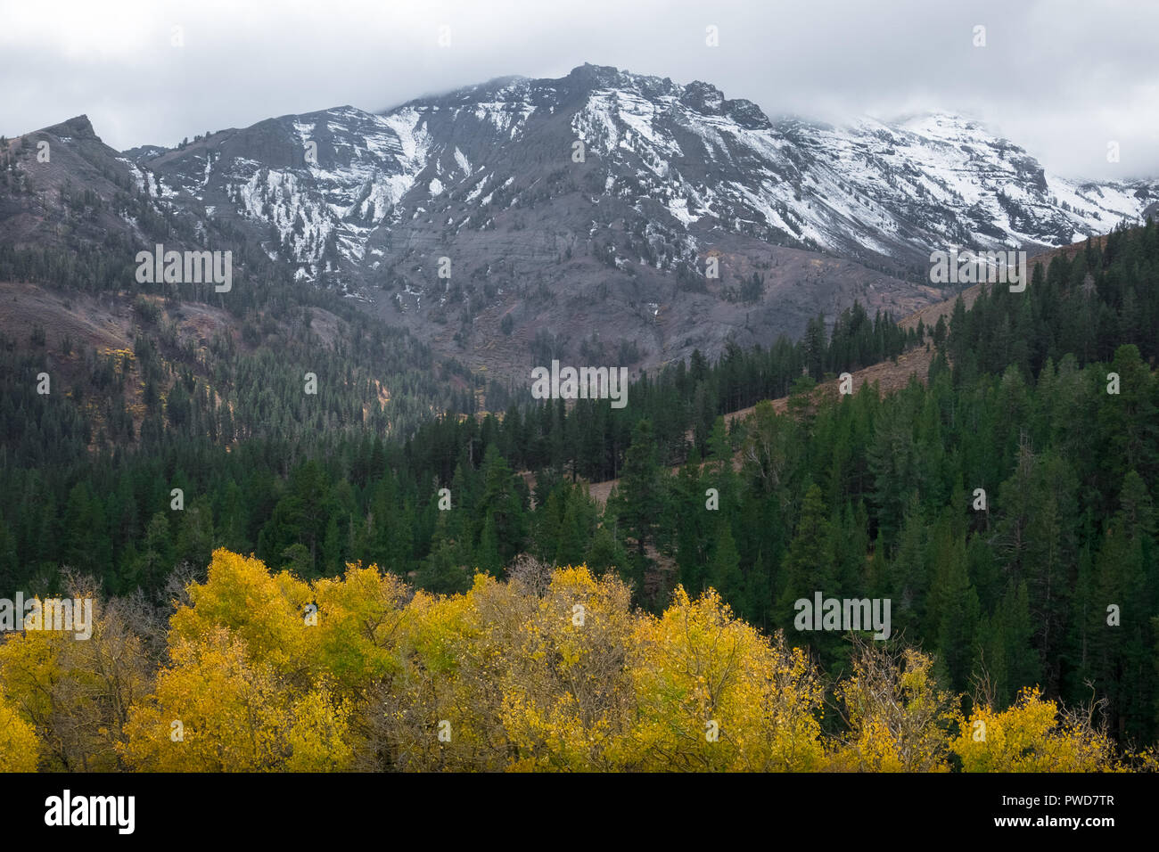 Gelbe Aspen Bäume mit schneebedeckten Gipfel der Sierra Nevada im Herbst - Herbst Farben auf Sonora Pass, Highway 108 Stockfoto