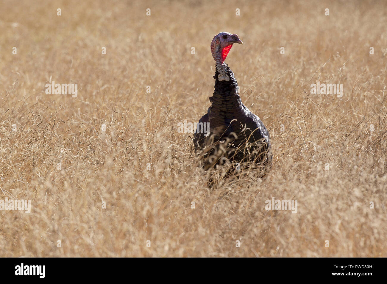Wilde Truthähne in einem Feld im Herbst in Colorado. Stockfoto