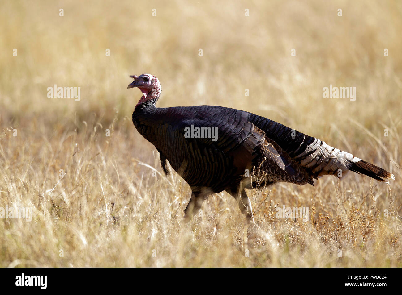 Wilde Truthähne in einem Feld im Herbst in Colorado. Stockfoto