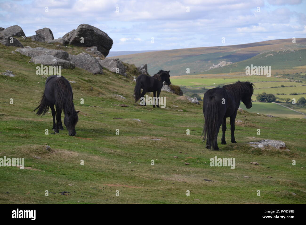 Wilden Dartmoor Ponys Stockfoto
