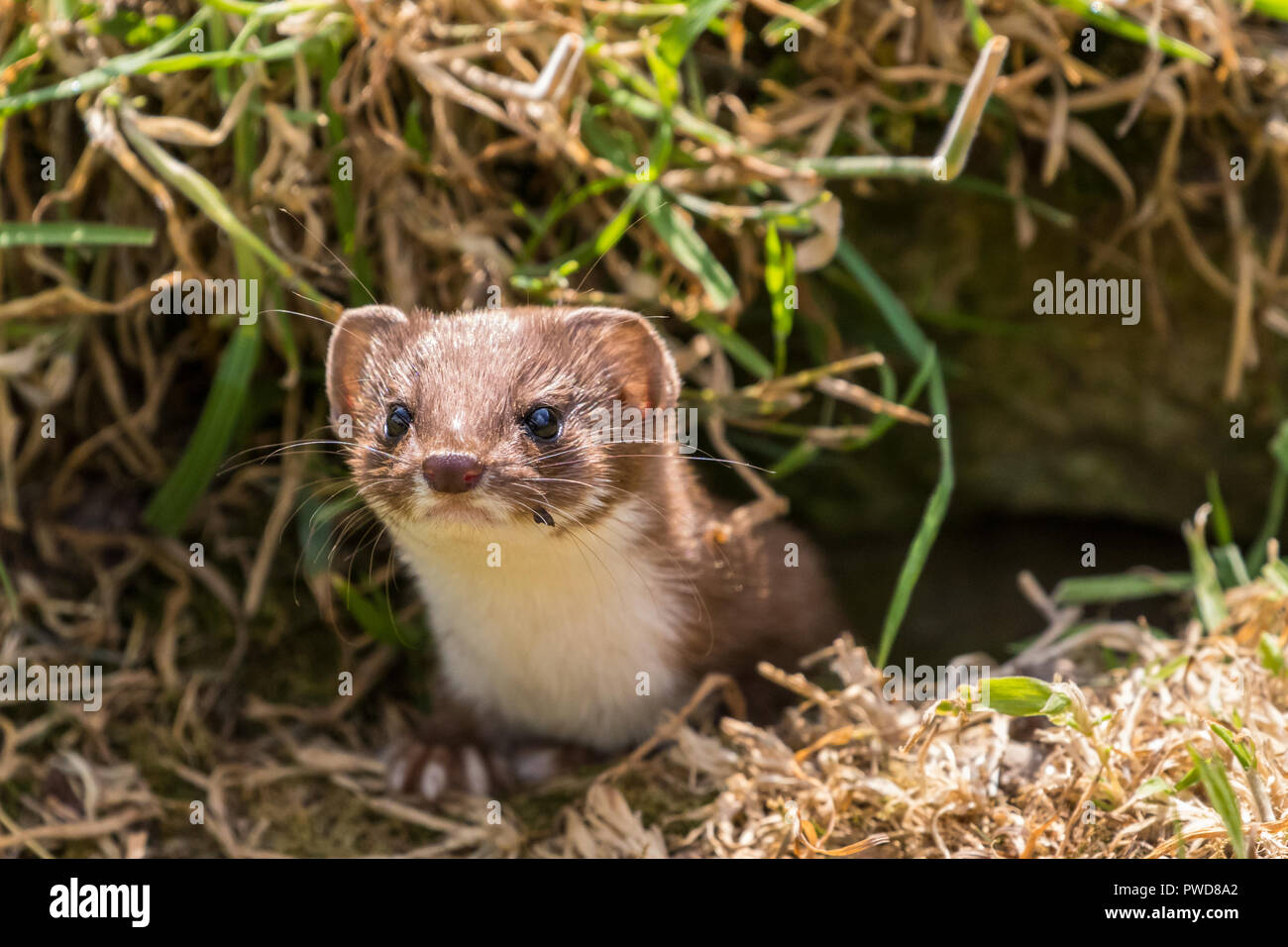 Weasel oder zumindest Wiesel (Mustela nivalis) aus der Öffnung im Verzeichnisbaum anmelden Stockfoto