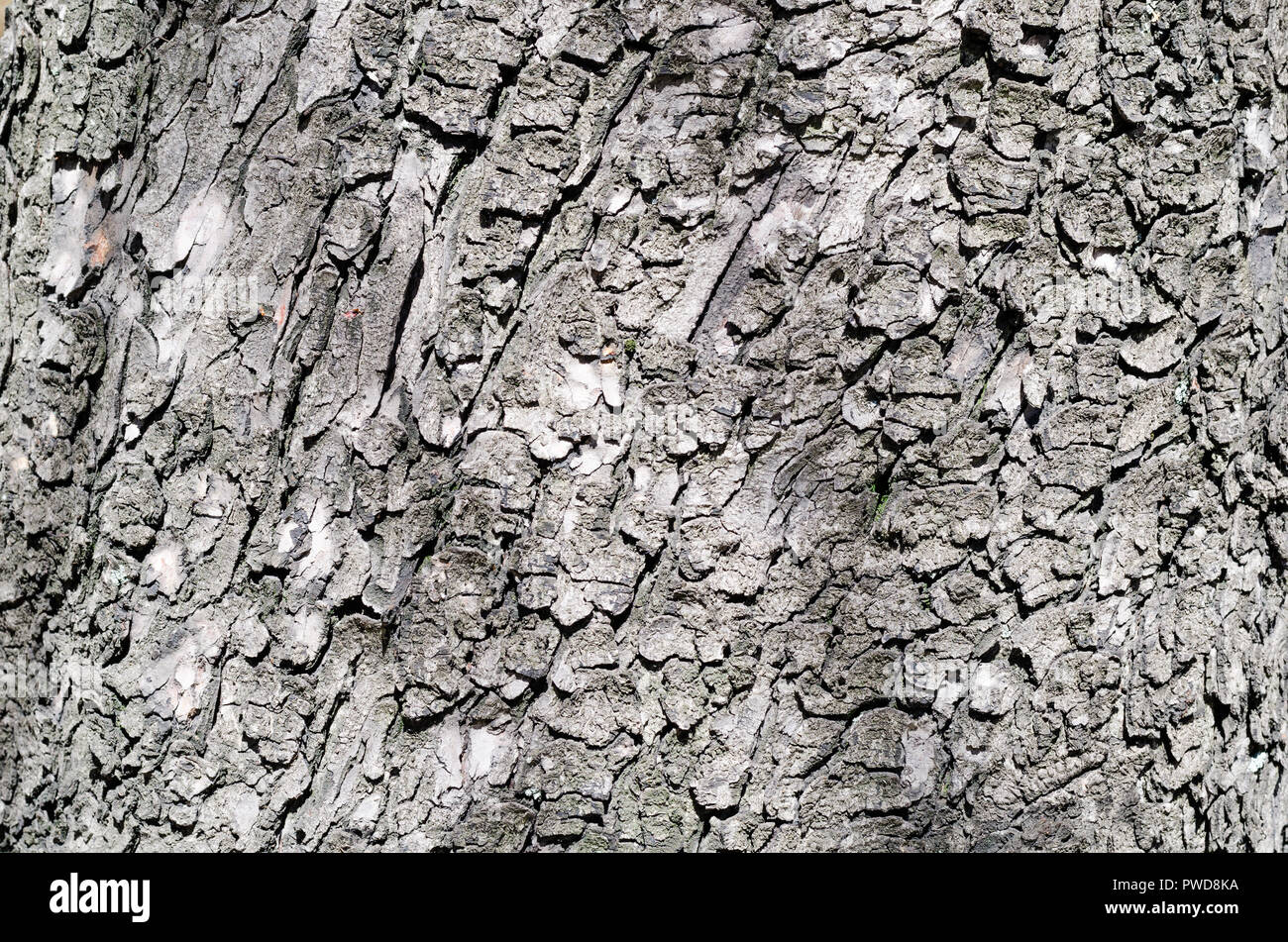 Dunkelbraun holprigen Rinde. Alte und robuste Shell schützen den Kern der Kastanie. Stockfoto