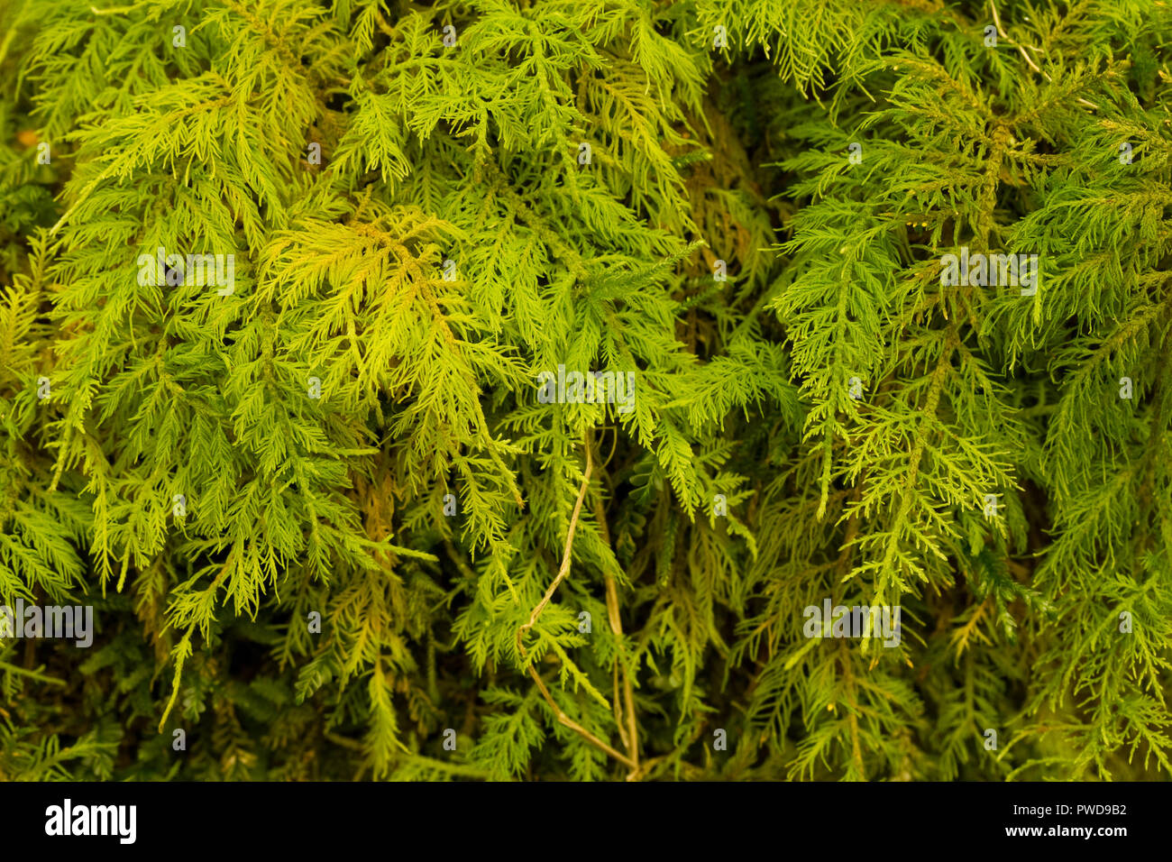 Makro Bild von Moos, an Lodore Falls - Lake District in Großbritannien Stockfoto