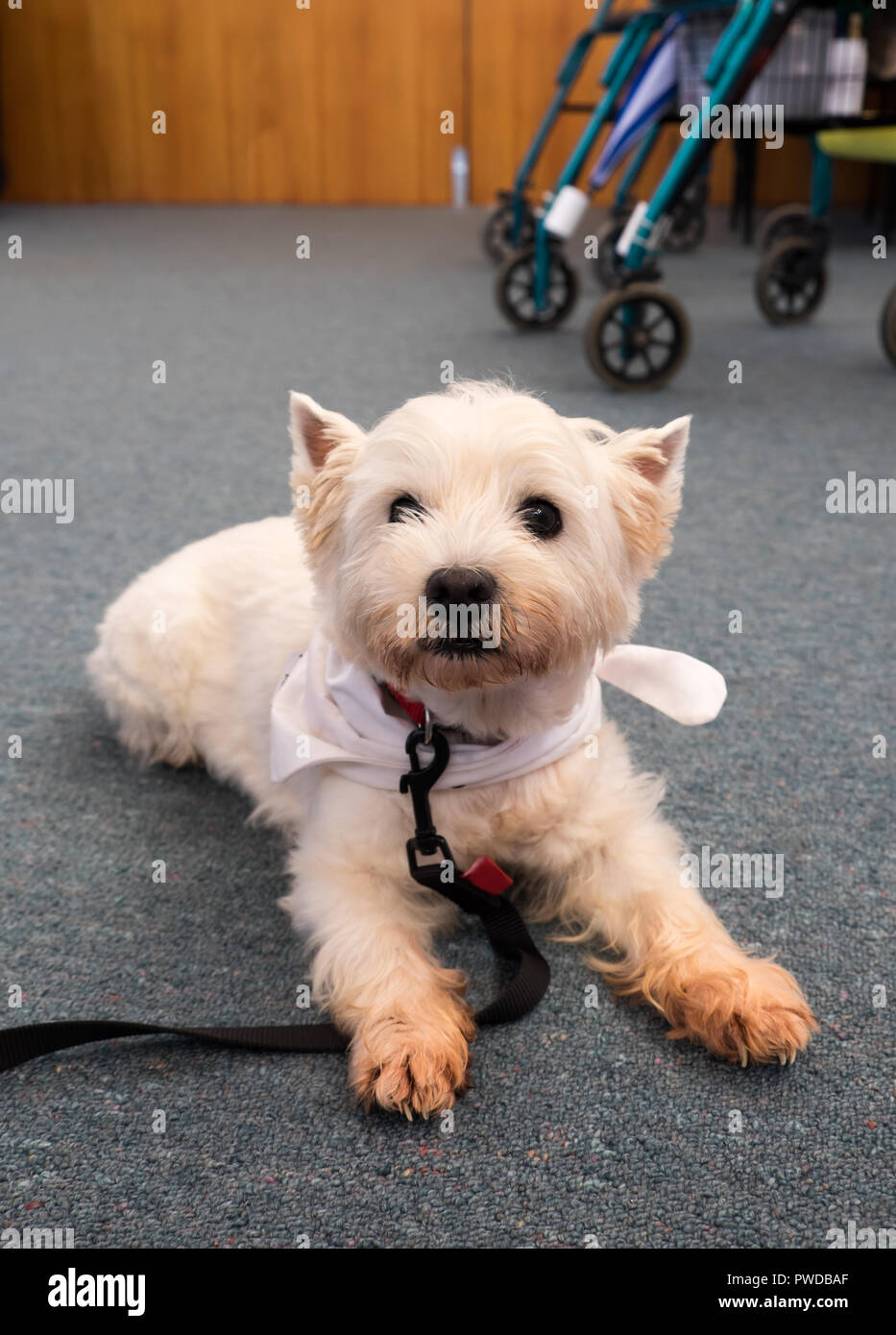 Therapie Hund an der Leine in einen Ruhestand Pflegeheim für Senioren mit rollator im Hintergrund Stockfoto