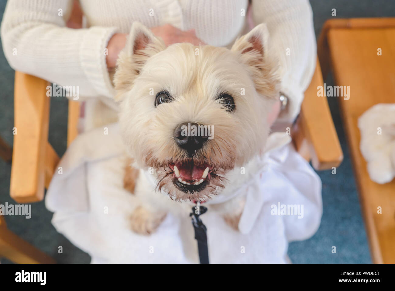 Happy Therapie Hund an der Kamera auf dem Schoß einer erwachsenen Person im Ruhestand care Home Suchen Stockfoto