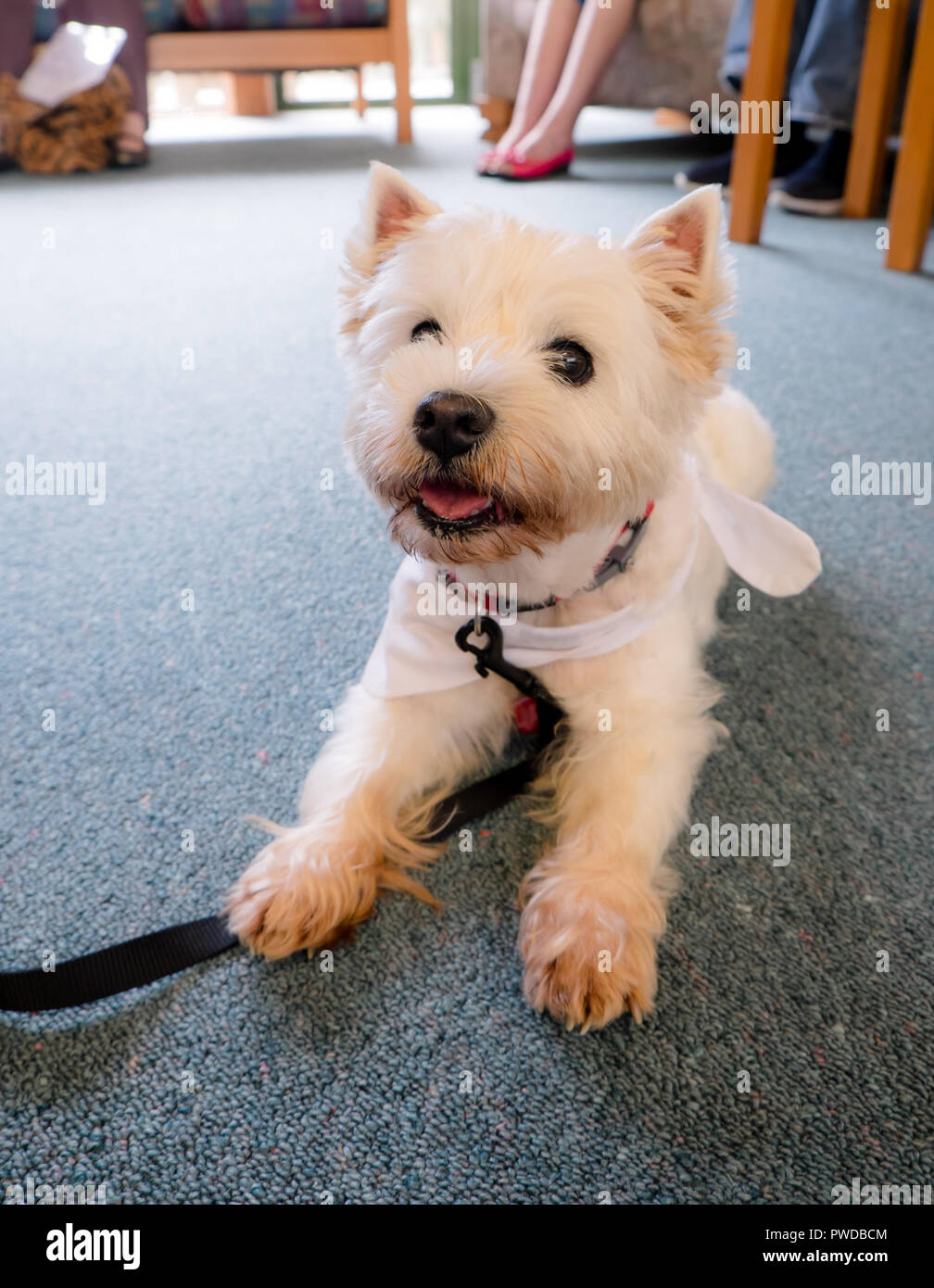 Therapie Hund auf dem Boden der rest Startseite Allgemein Zimmer Es ist der Besuch in Neuseeland, NZ Stockfoto