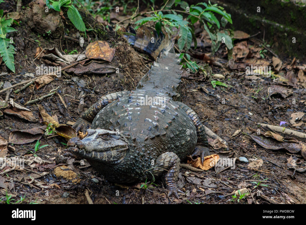 Kaiman im Amazonas Regenwald, Ecuador Stockfoto