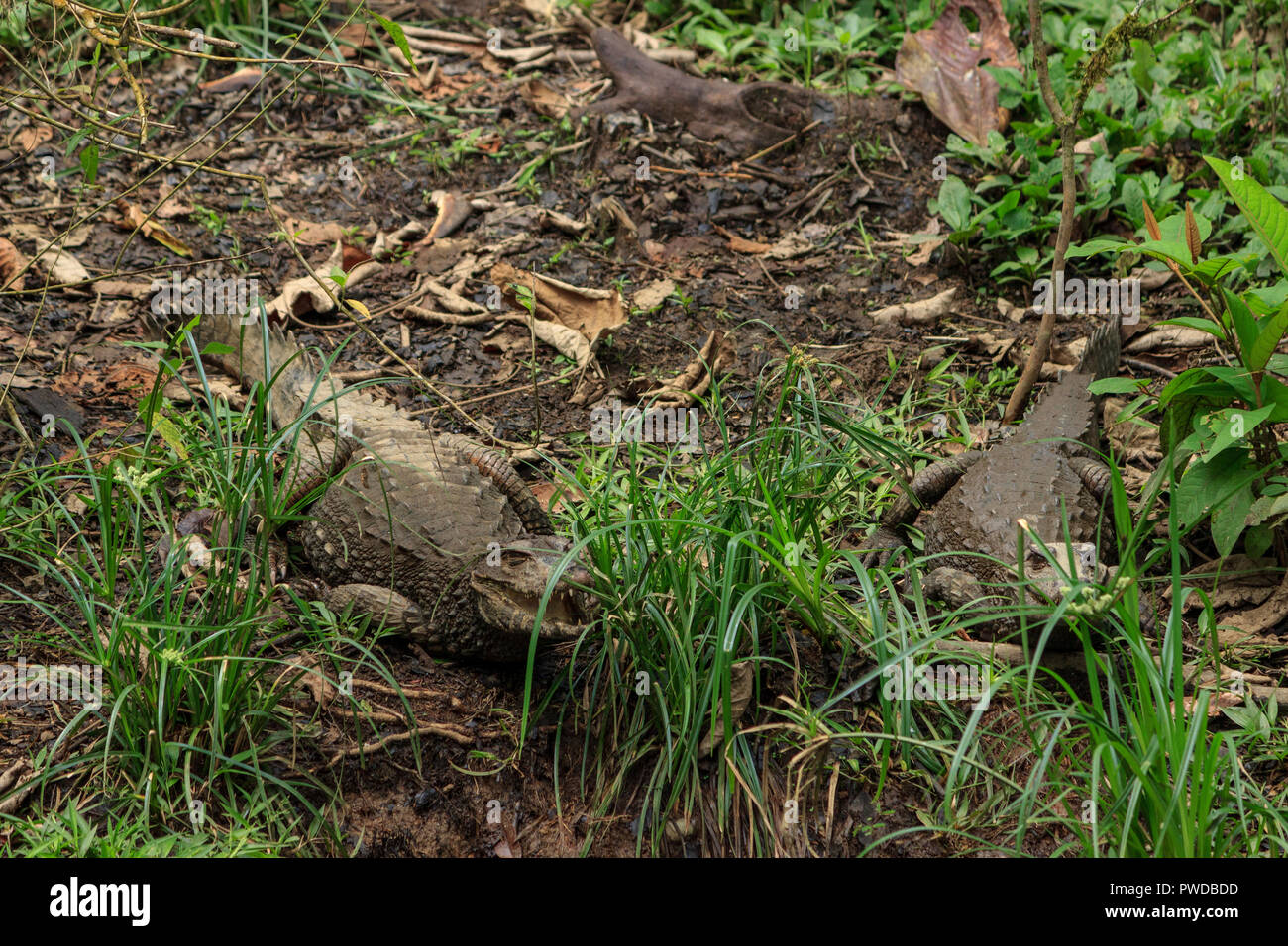 Kaiman im Amazonas Regenwald, Ecuador Stockfoto