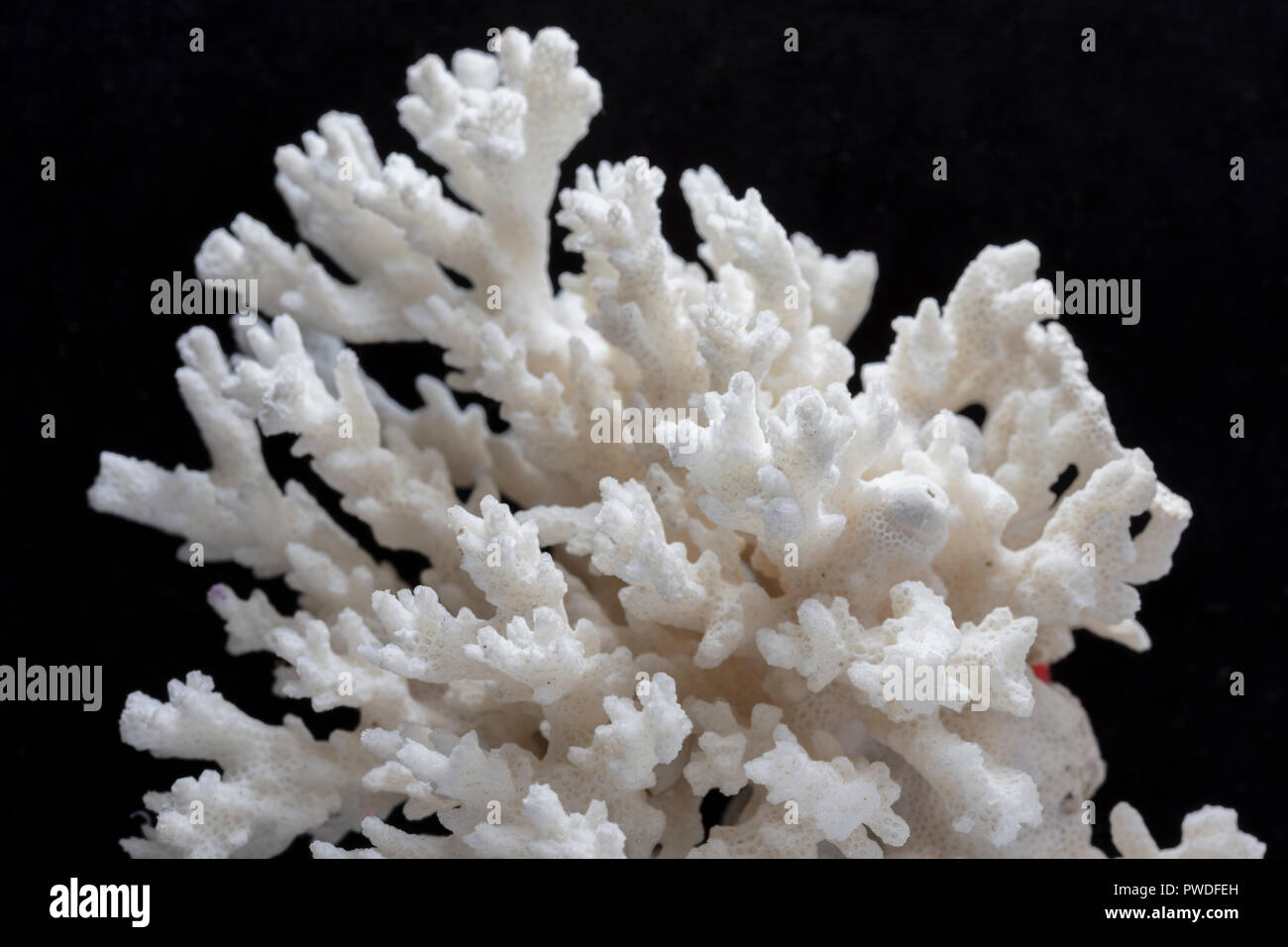 In der Nähe von weißen Korallen auf schwarzem Hintergrund Stockfoto