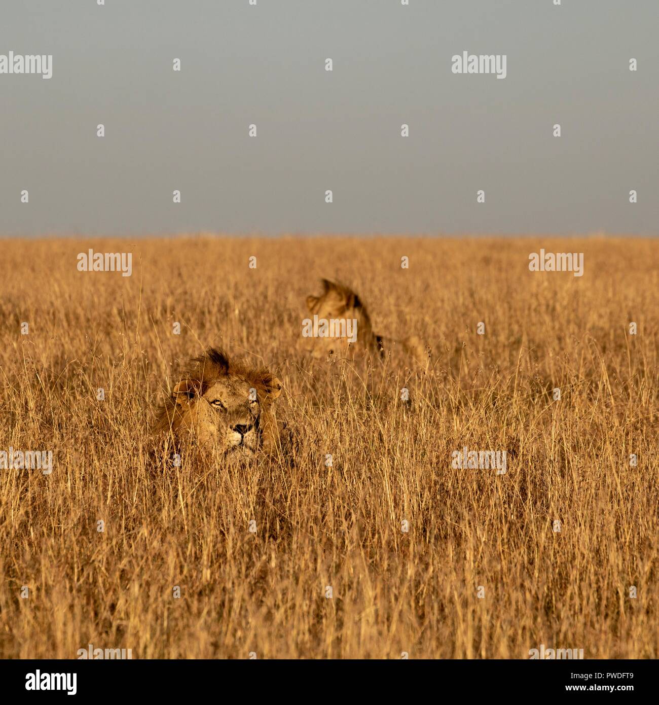 Schöne afrikanische Tierwelt Stockfoto