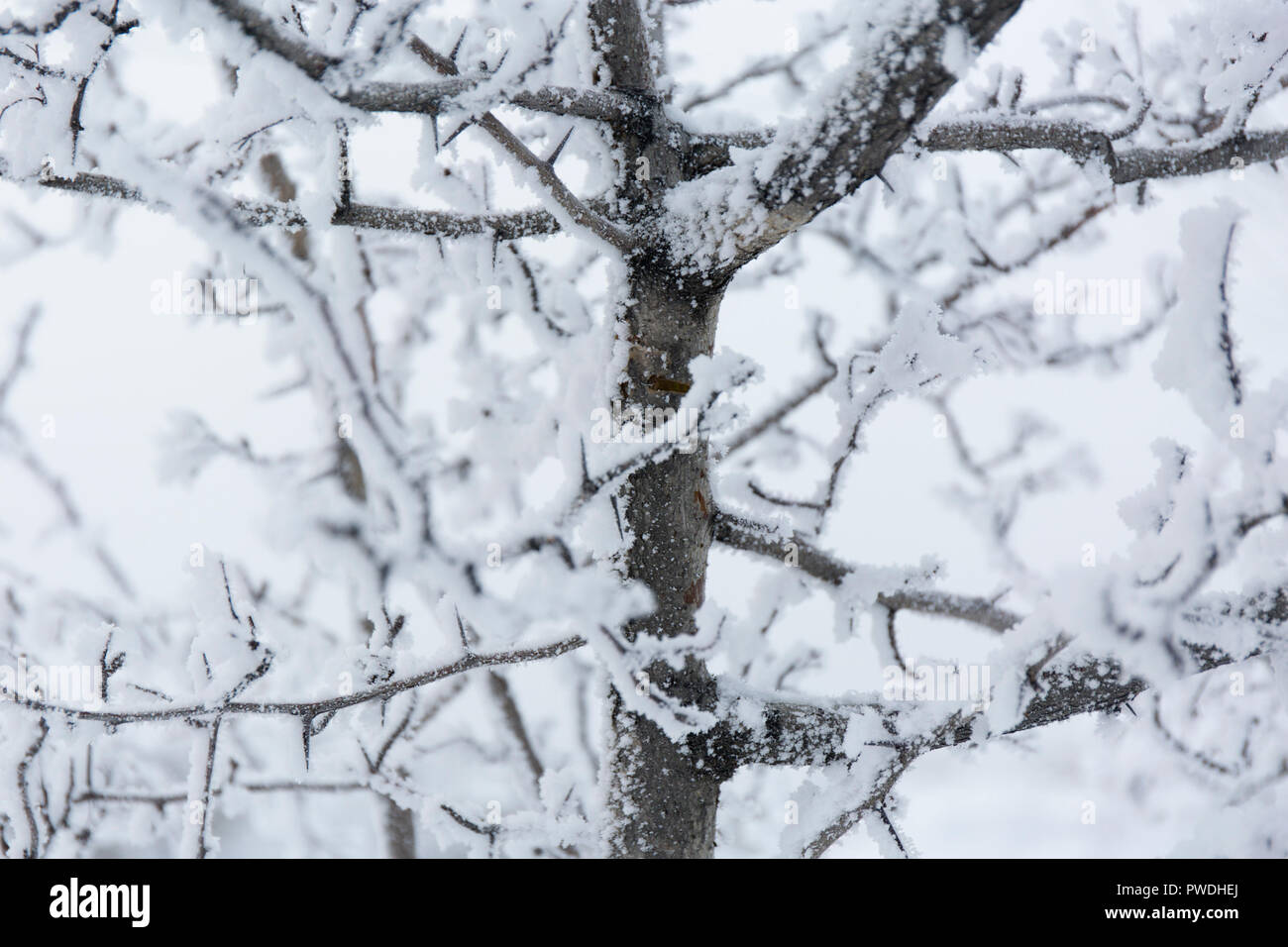 Winter Frost Äste Schnee und Eis bedeckt. Winter Hintergrund. Stockfoto