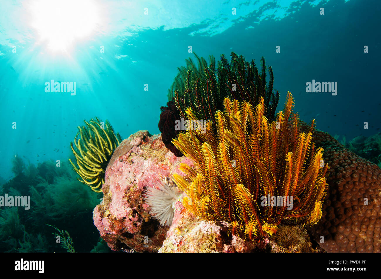 Seelilien, Comatulida-Orden, mit Sonne im Hintergrund, Run Island, Bandanaira, Maluku, Banda Sea, Indonesien Stockfoto