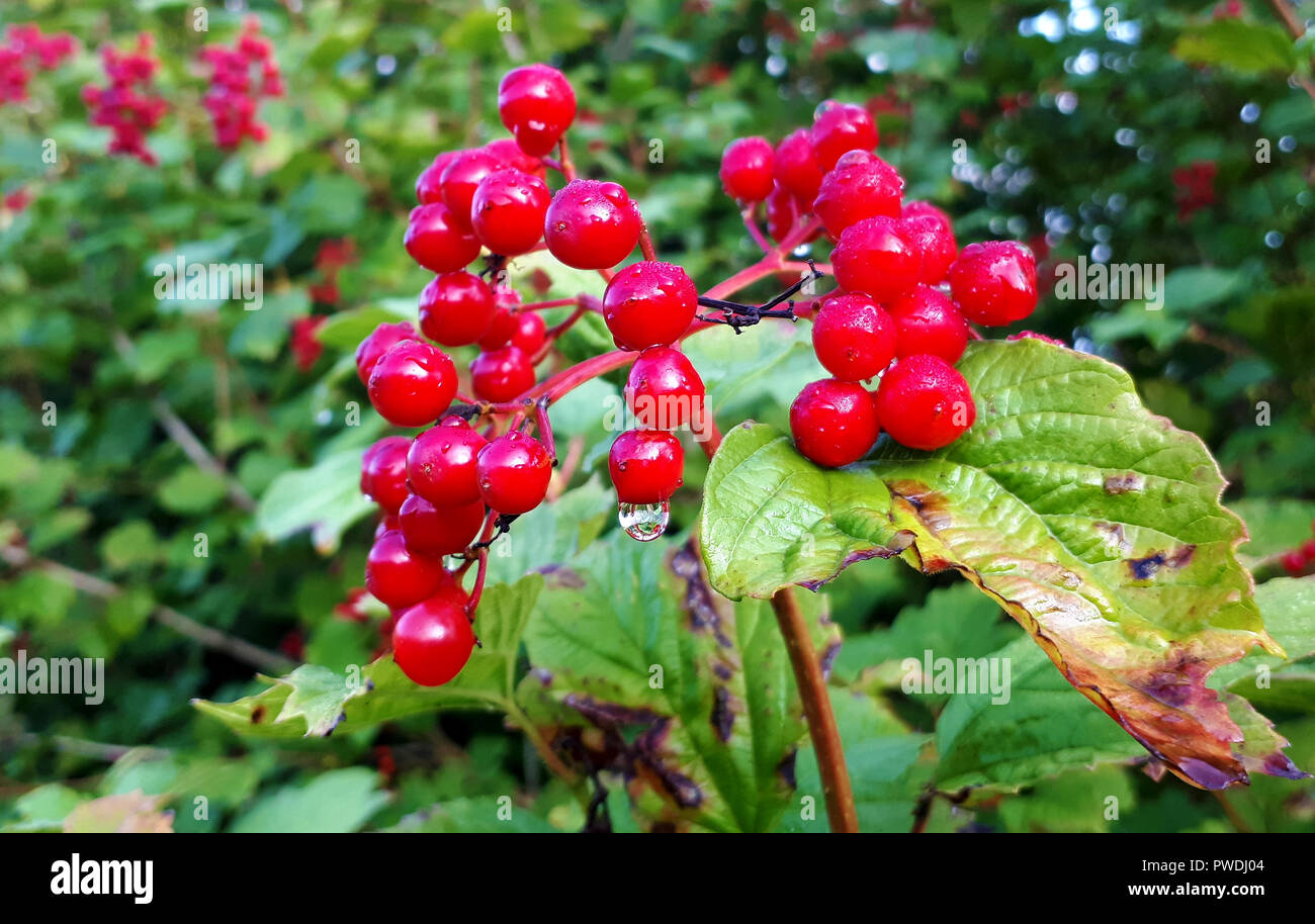Bäume Mit Roten Beeren Im Winter Rote beeren von guelder rosenbusch im winter -Fotos und -Bildmaterial