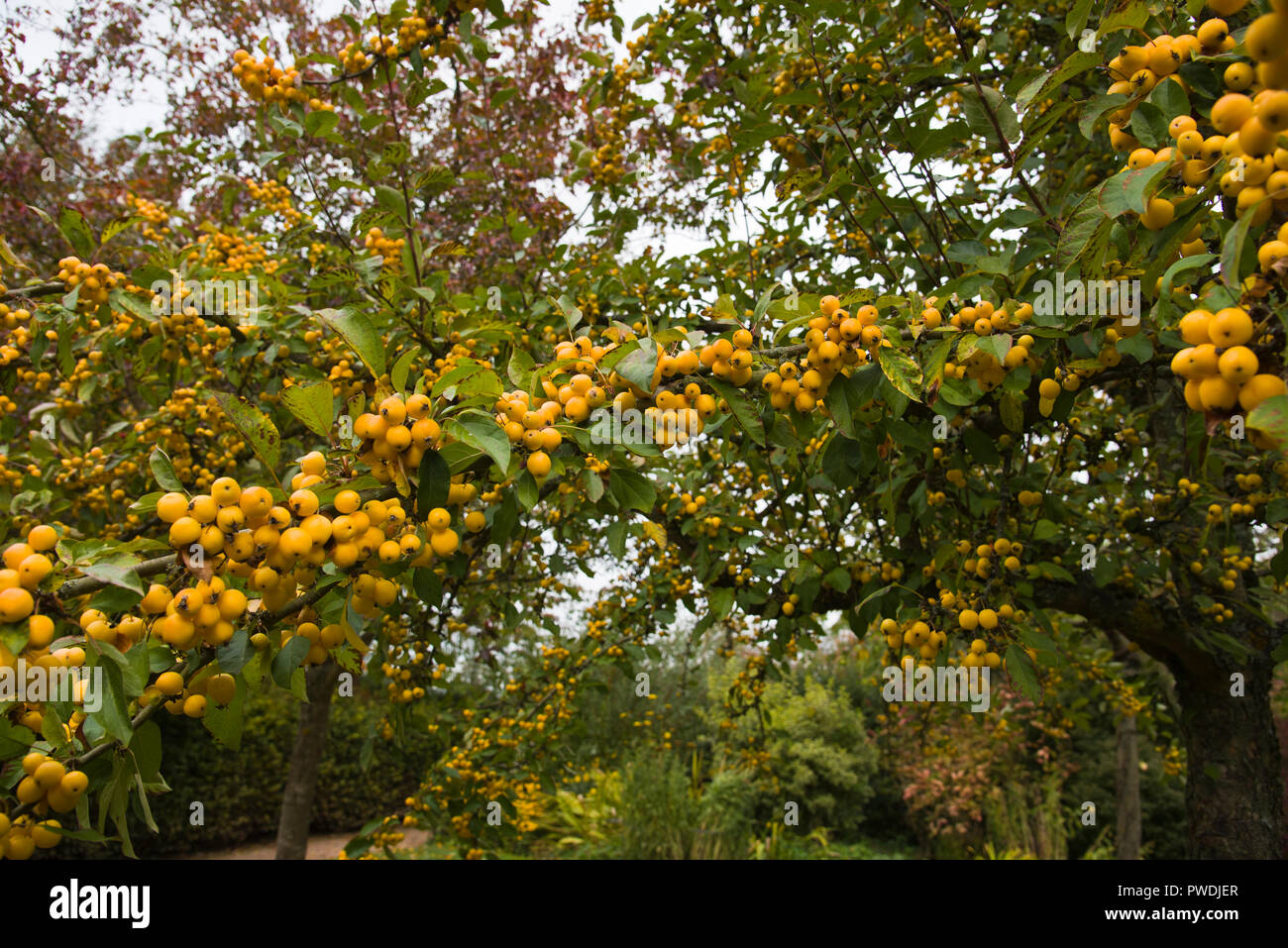 Crabapple malus golden Hornet x zumi Stockfoto