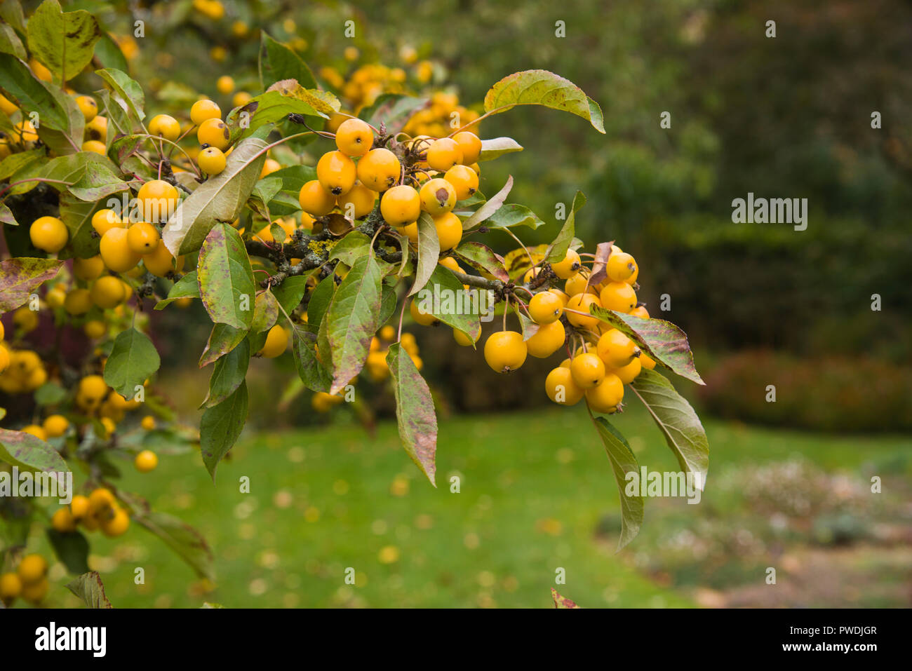 Crabapple malus golden Hornet x zumi Stockfoto