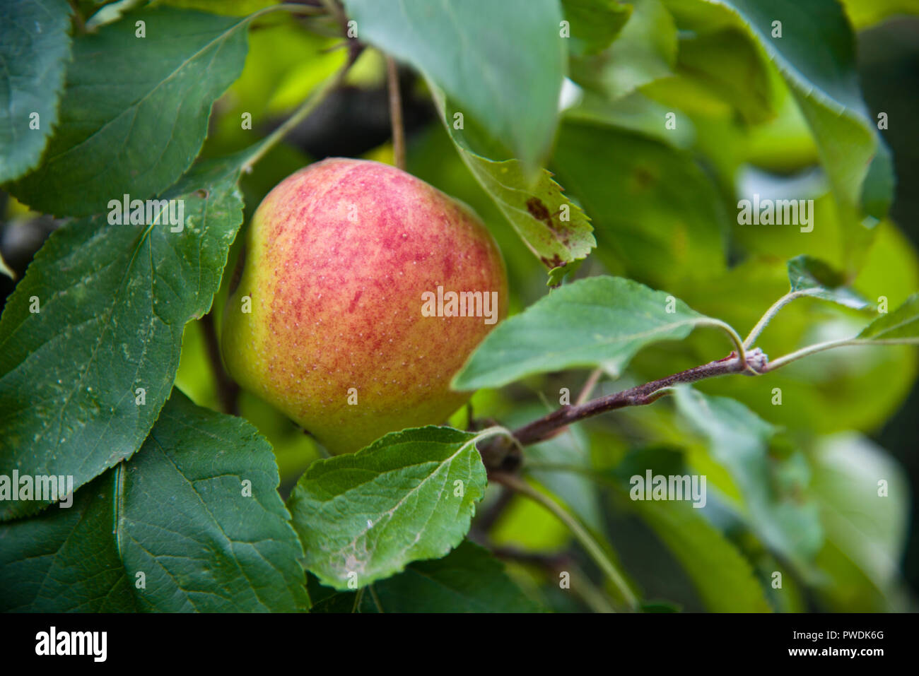 Der Pastor Wilks, der Apfel isst, wächst auf dem Baum Stockfoto