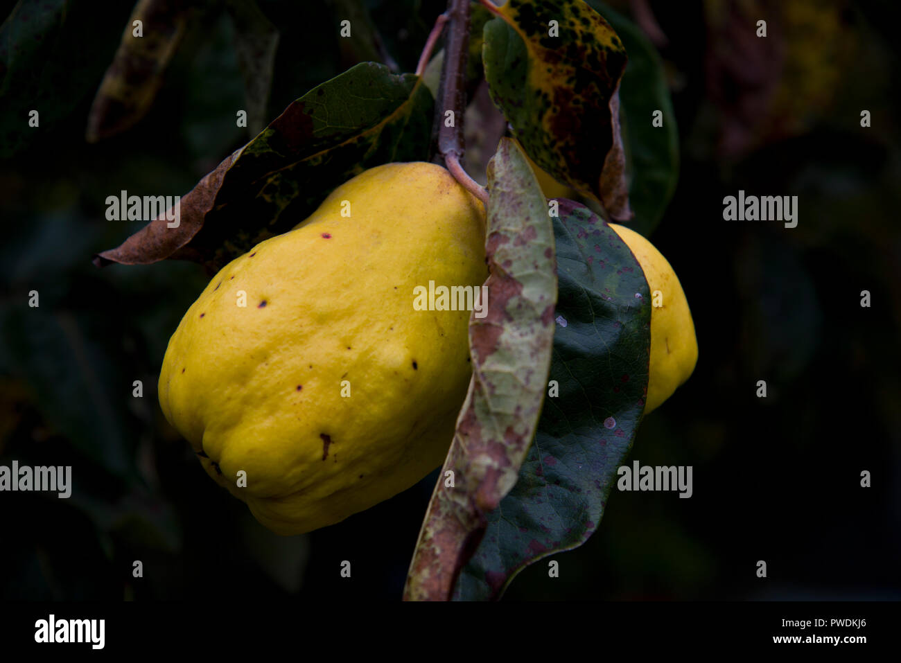 Quitten, Cydonia oblonga Hyner Stockfoto