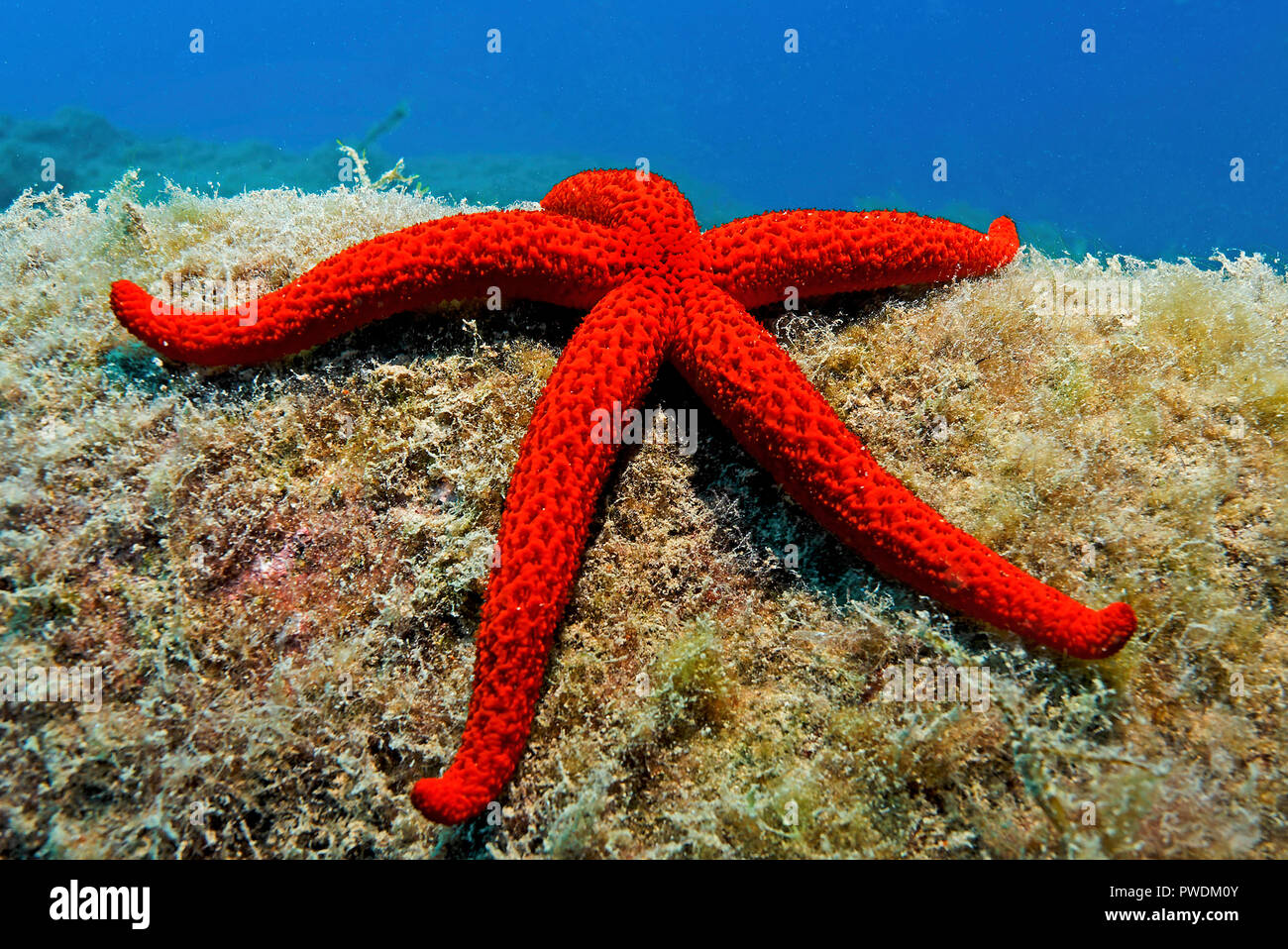 Red seastar (Echinaster sepositus), Fuerteventura, Kanarische Inseln, Spanien Stockfoto