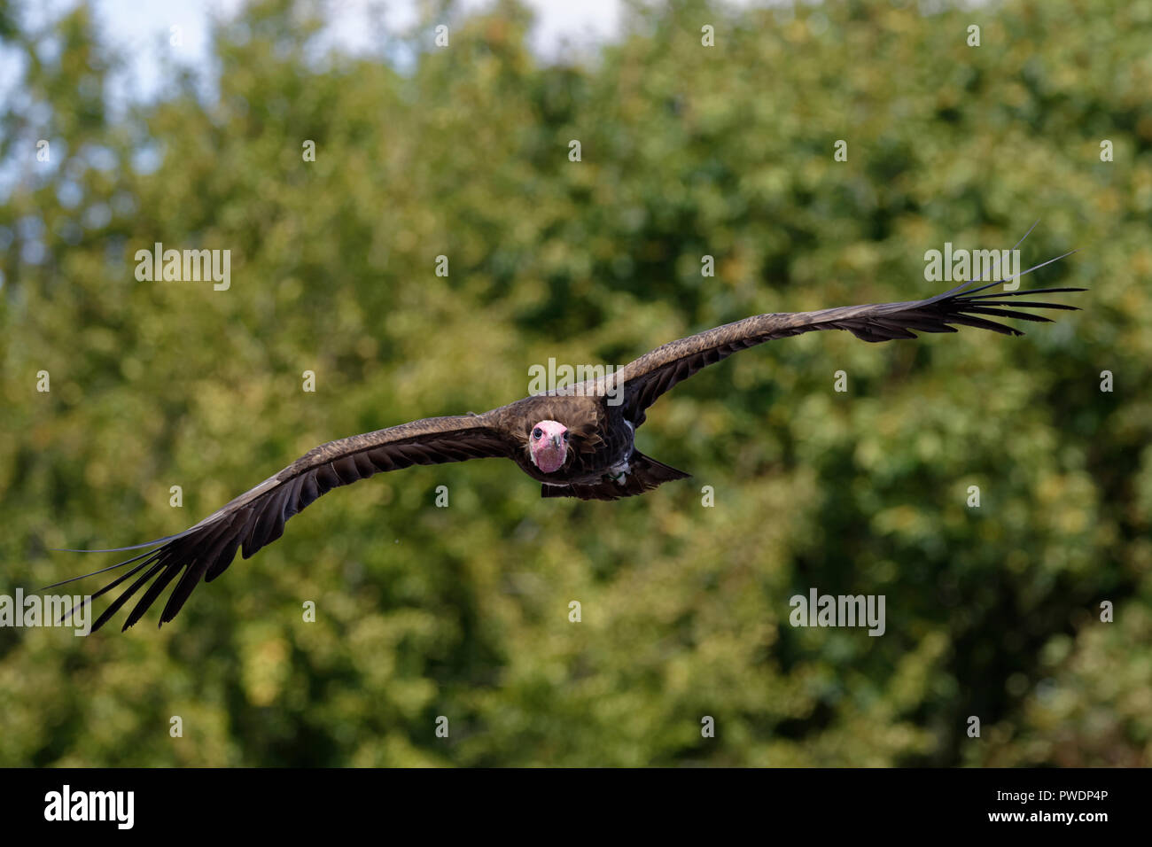 Hooded Vulture flying an der Hawk Conservancy Trust ein Raubvogel Centre in der Nähe von Andover in Hampshire im Süden von England Stockfoto