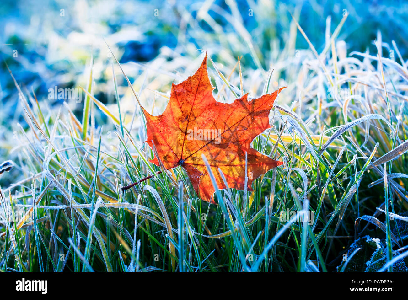 Natürliche Hintergrund schön hell Golden maple leaf liegt auf dem Gras mit weißen Frost am Morgen herbst Garten abgedeckt Stockfoto