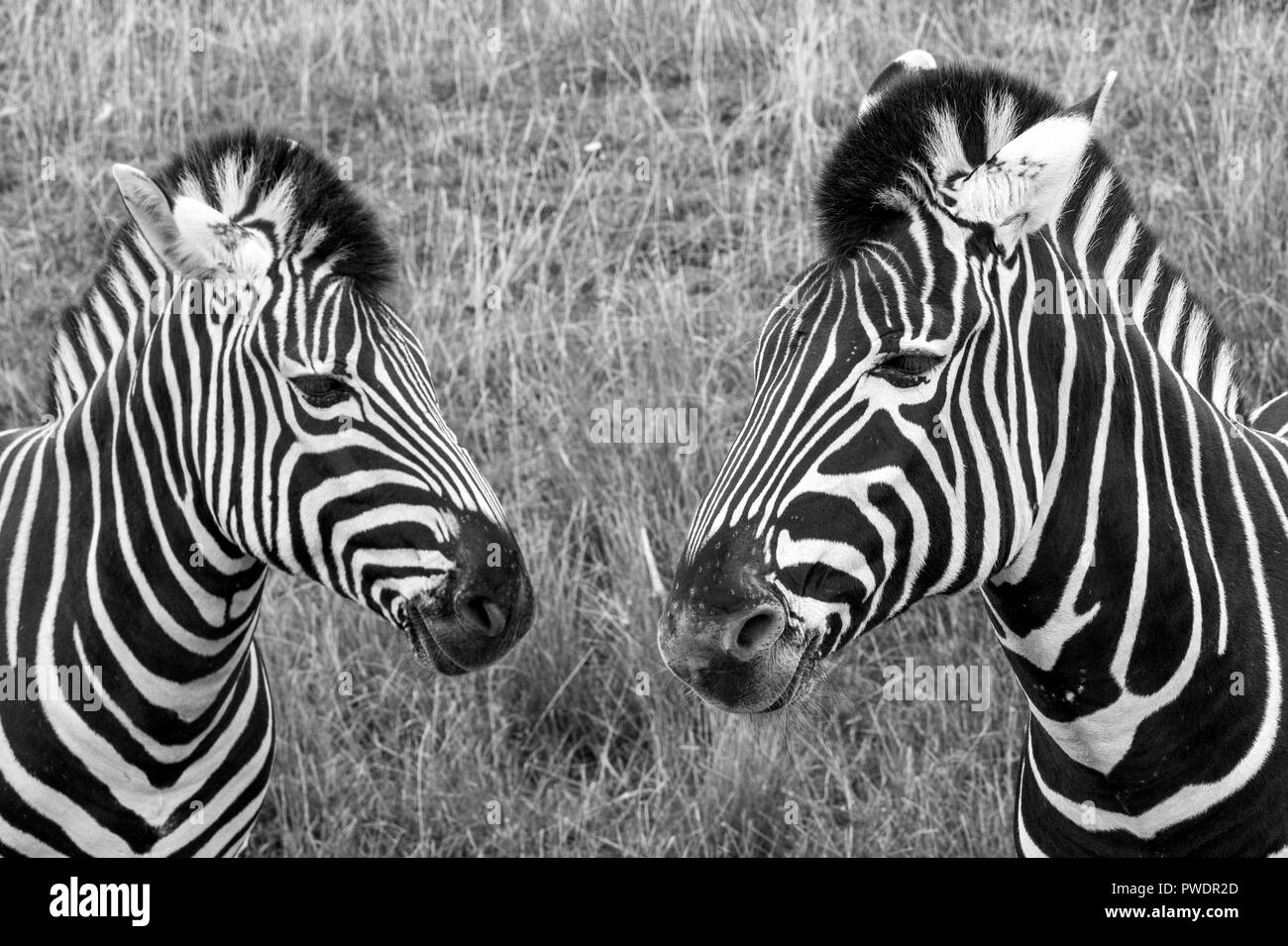 Zwei schwarz-weiß gestreiften Chapman Zebras, in Schwarz-Weiß bei Port Lympne Safari Park, Ashford, Kent UK fotografiert. Stockfoto