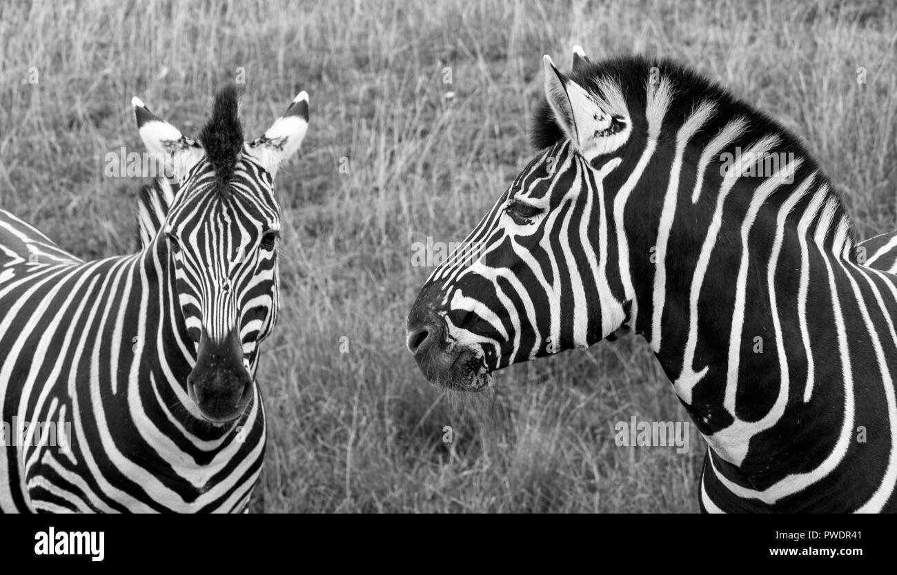 Zwei schwarz-weiß gestreiften Chapman Zebras, in Schwarz-Weiß bei Port Lympne Safari Park, Ashford, Kent UK fotografiert. Stockfoto