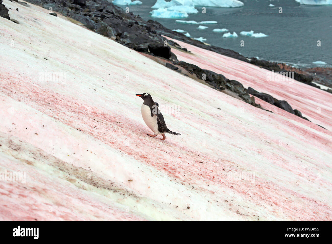 Gentoo Pinguin klettern bis Schnee bedeckten Hügel mit Patches von roten Algen Stockfoto