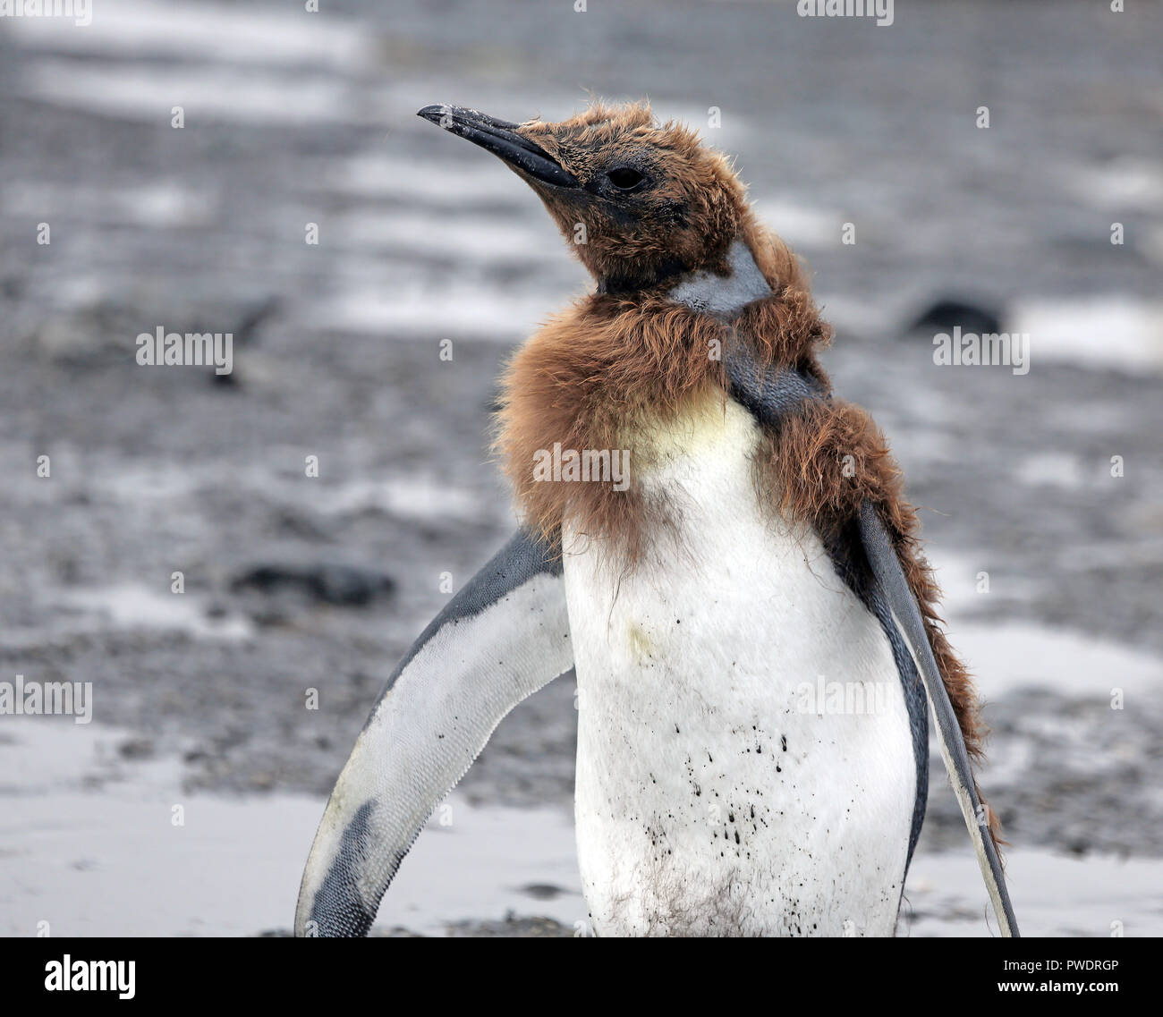 Closeup junger Königspinguin Mauser von braun bis nach Gefieder Stockfoto