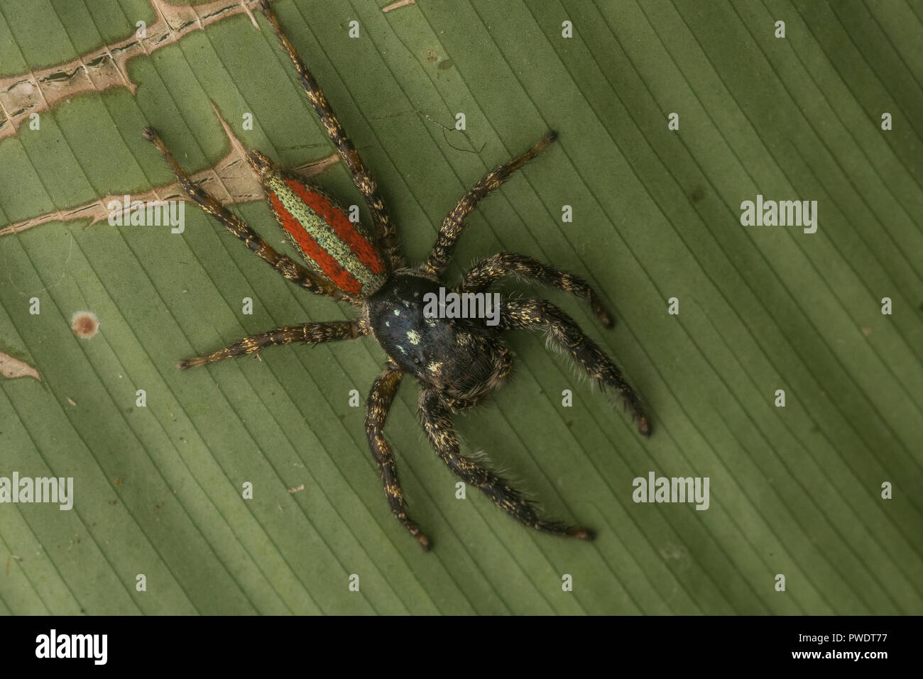 Eine bunte Jumping spider aus dem Amazonas Regenwald in Peru. Stockfoto