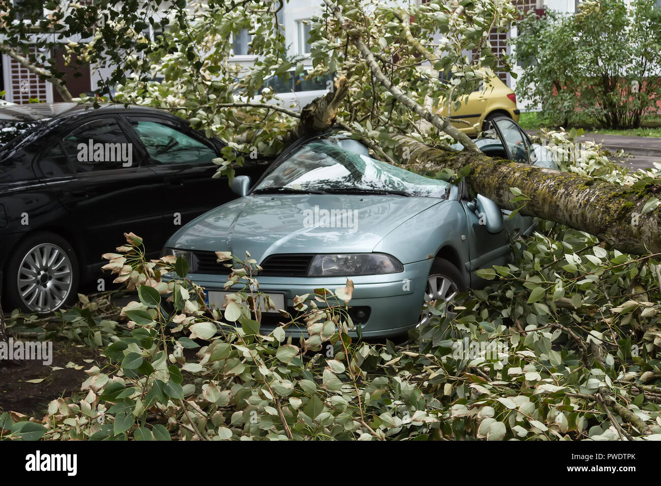 Eine starke September wind brach ein Baum auf ein Auto in der Nähe geparkt war, Disaster backgroiund Stockfoto