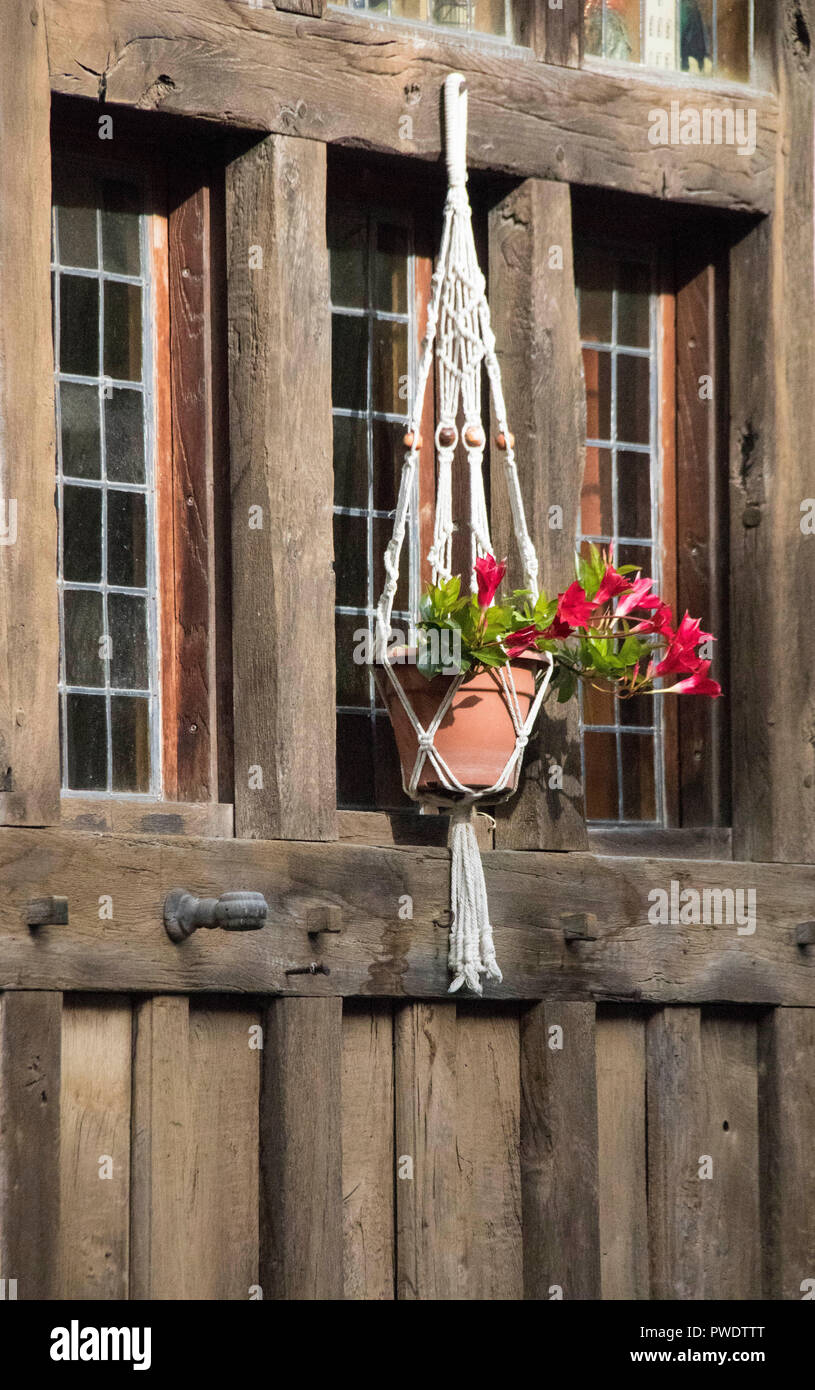 Blumenampel Stockfoto