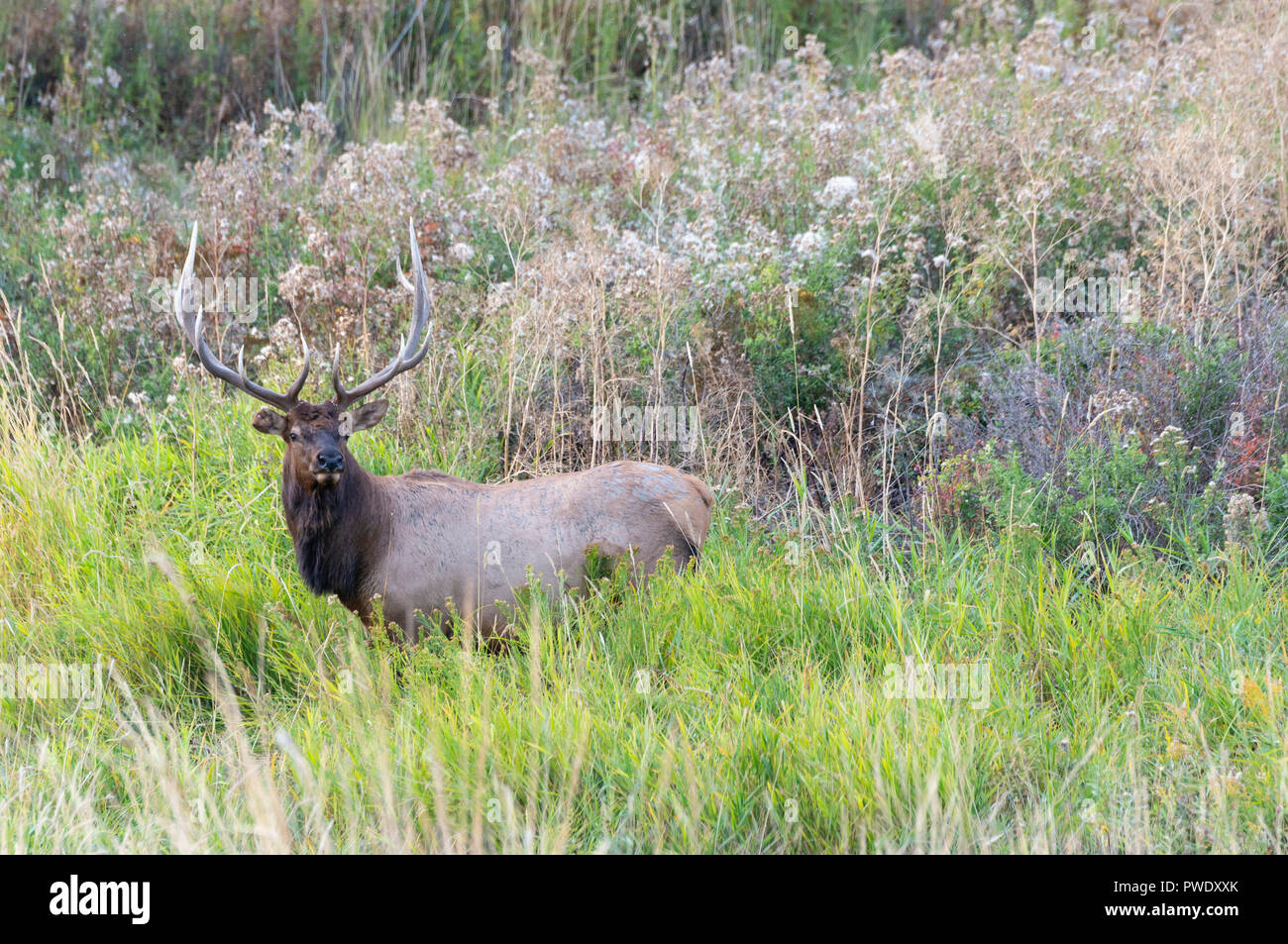 Rocky Mountain Bull Elk (Cervus canadensis nelsoni), Nordamerika Stockfoto