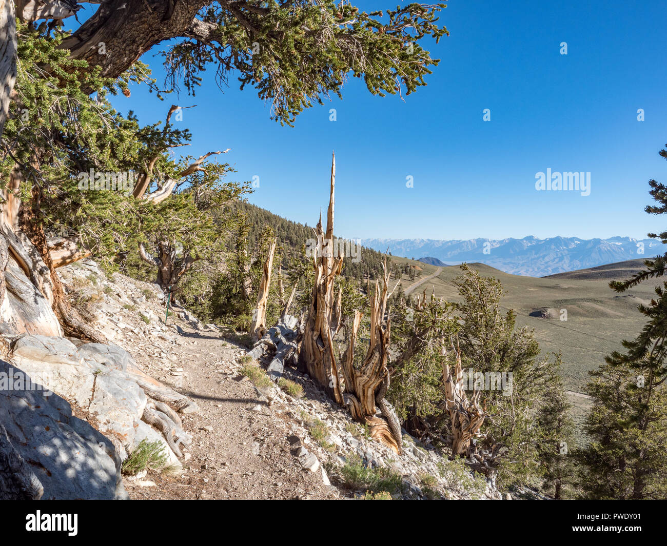 Bristlecone Pines und Anzeigen der östlichen Sierra Berge von alten Bristlcone Kiefernwald, Schulman Grove, in der Nähe von Bishop und Big Pine Kalifornien. Stockfoto