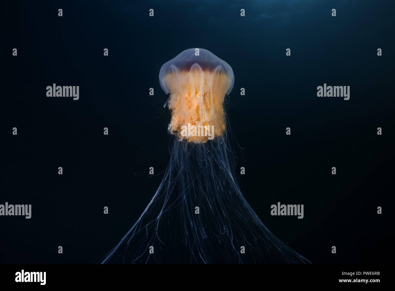 Norwegische See, Nordatlantik, Norwegen. 10 Aug, 2018. Lion's mane jellyfish Credit: Andrey Nekrasov/ZUMA Draht/Alamy leben Nachrichten Stockfoto