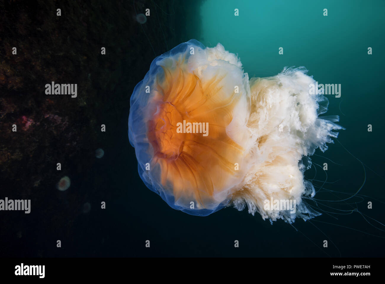 Norwegische See, Nordatlantik, Norwegen. 10 Aug, 2018. Lion's mane jellyfish Credit: Andrey Nekrasov/ZUMA Draht/Alamy leben Nachrichten Stockfoto