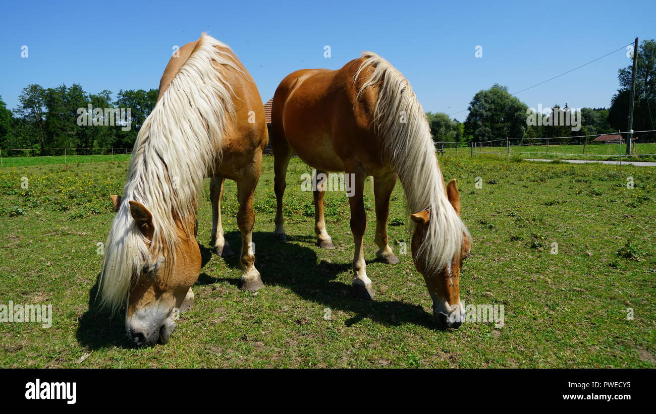 Pferde auf dem Feld Stockfoto