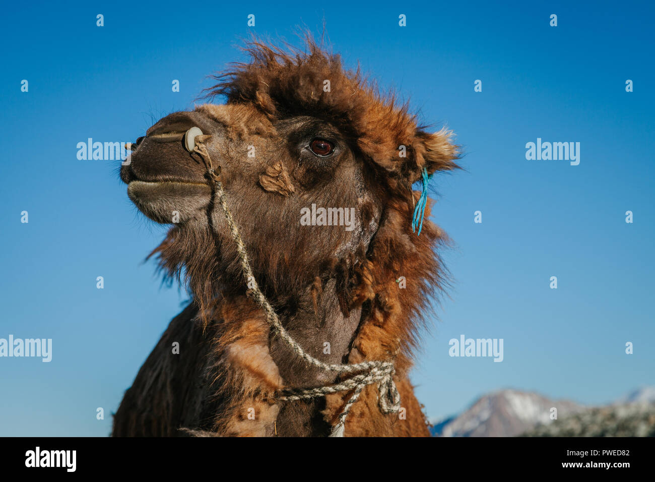 Nahaufnahme eines mongolischen, Bactrianischen Kamels draußen mit blauem Himmel und Bergen im Hintergrund. Bayan Olgii, Mongolei Stockfoto