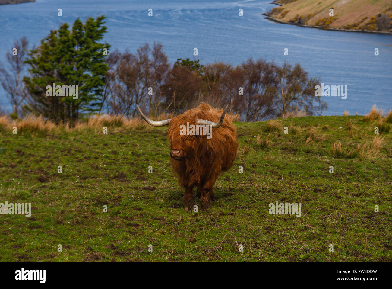 Rot Braun, Highland Kuh in einer Wiese, Isle of Skye, Schottland, Großbritannien Stockfoto