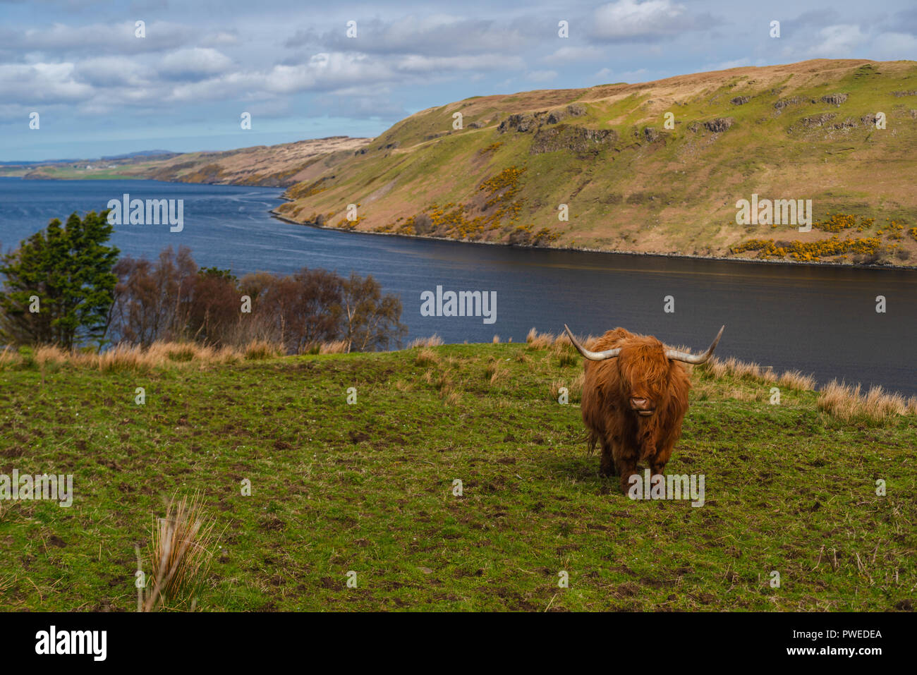 Rot Braun, Highland Kuh in einer Wiese, Isle of Skye, Schottland, Großbritannien Stockfoto