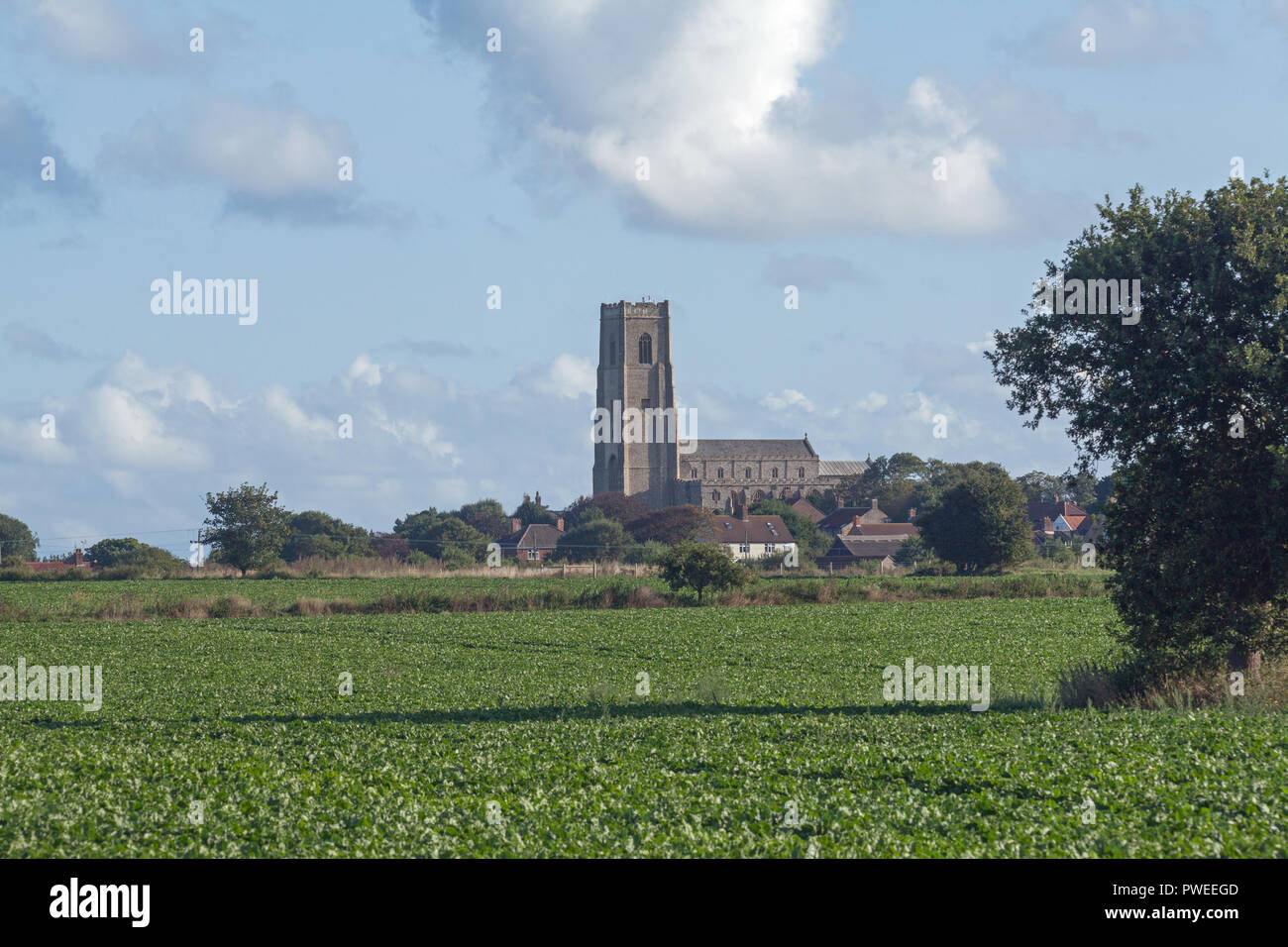 Happisburgh Kirche. Norfolk. Ansicht von Süden. Auf der Suche über ein landwirtschaftlicher Bereich, die Zuckerrüben anbauen. Meer weg rechts. Stockfoto