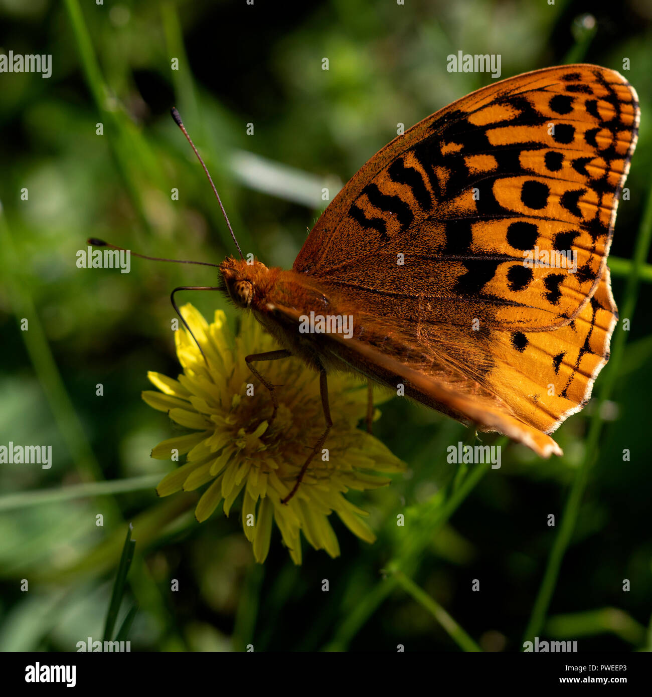 Pearl - grenzt Fritillaryschmetterling auf Löwenzahn, Feder Stockfoto