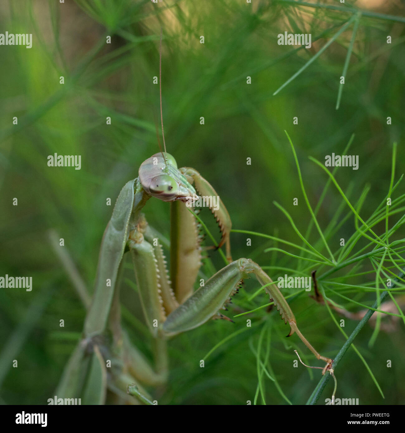 Frau Carolina mantis Jagd im Spargel Wedel Stockfoto