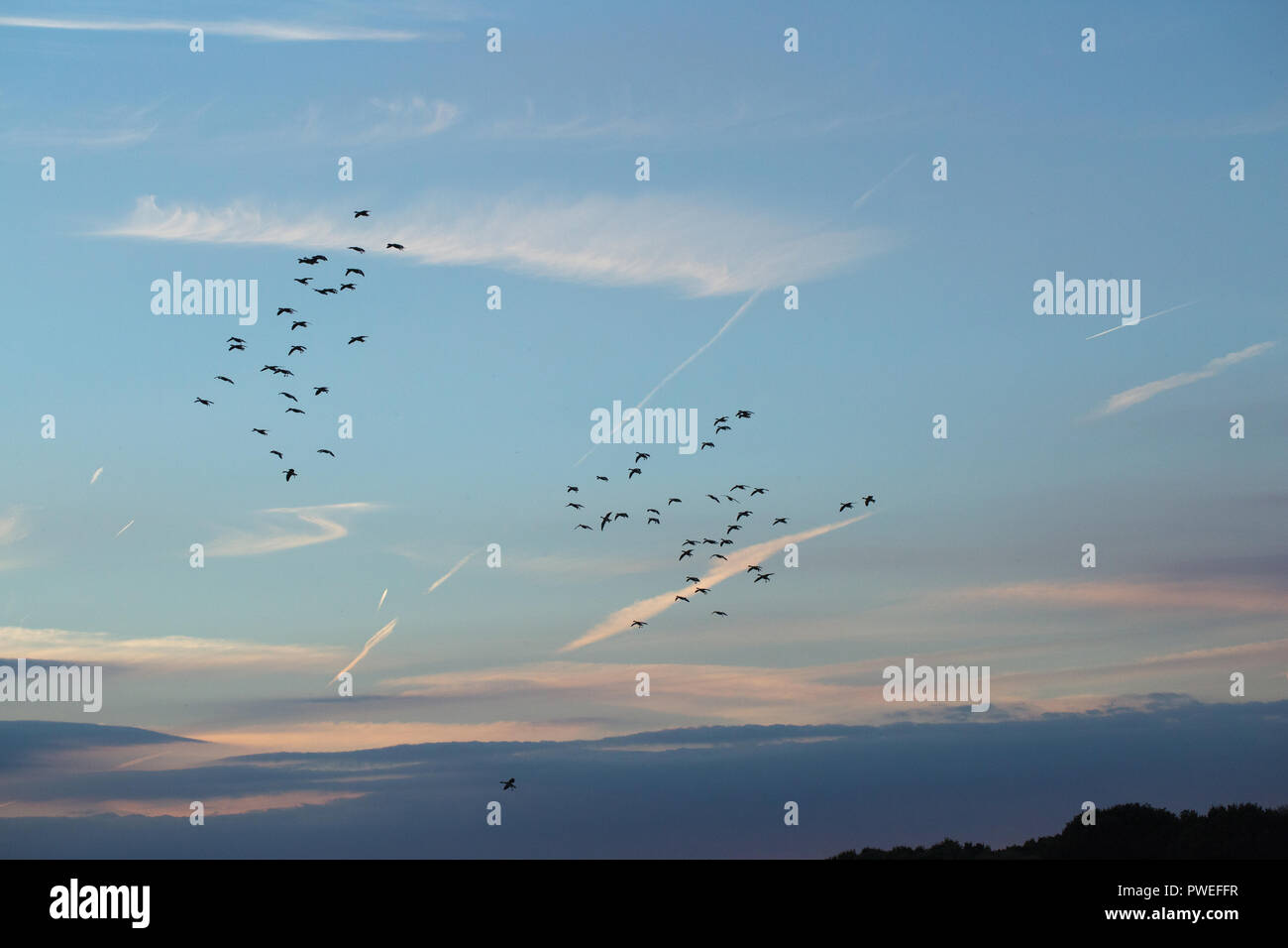 Graugänse (Anser anser). Stränge zu Land unter anderem bereits die Fütterung auf einer vor kurzem abgeernteten Weizenfeld, Nachlese verschüttete Korn. Am frühen Abend, Abendlicht. Hickling. ​Broadland. Norfolk. Stockfoto