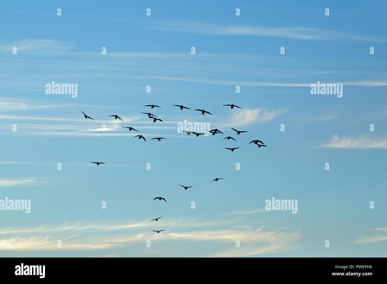 ​​Multiple valuesGraylag Gänse (Anser anser). Strang über unter anderem bereits unter der Fütterung zu Land, auf einer vor kurzem geernteten Weizen Feld. Ingham. Broadland. Norfolk. East Anglia. England. Die ​UK. Stockfoto