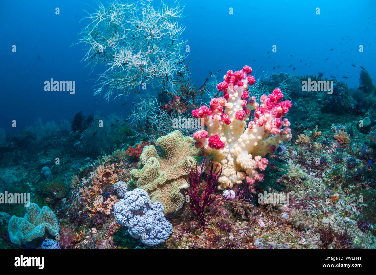 Weichkorallen [Dendronephthya sp.] auf Korallenriff. West Papua, Indonesien. Stockfoto