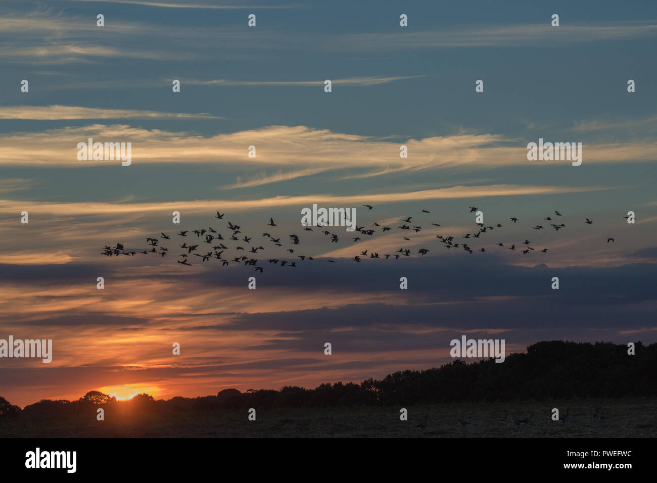 Graugänse (Anser anser). Knäuel, Vögel in Silhouette gegen die untergehende Sonne beleuchteten Wolken Hintergrund, herbstliche Abendlicht. Ingham, Norfolk. Oktober. Stockfoto