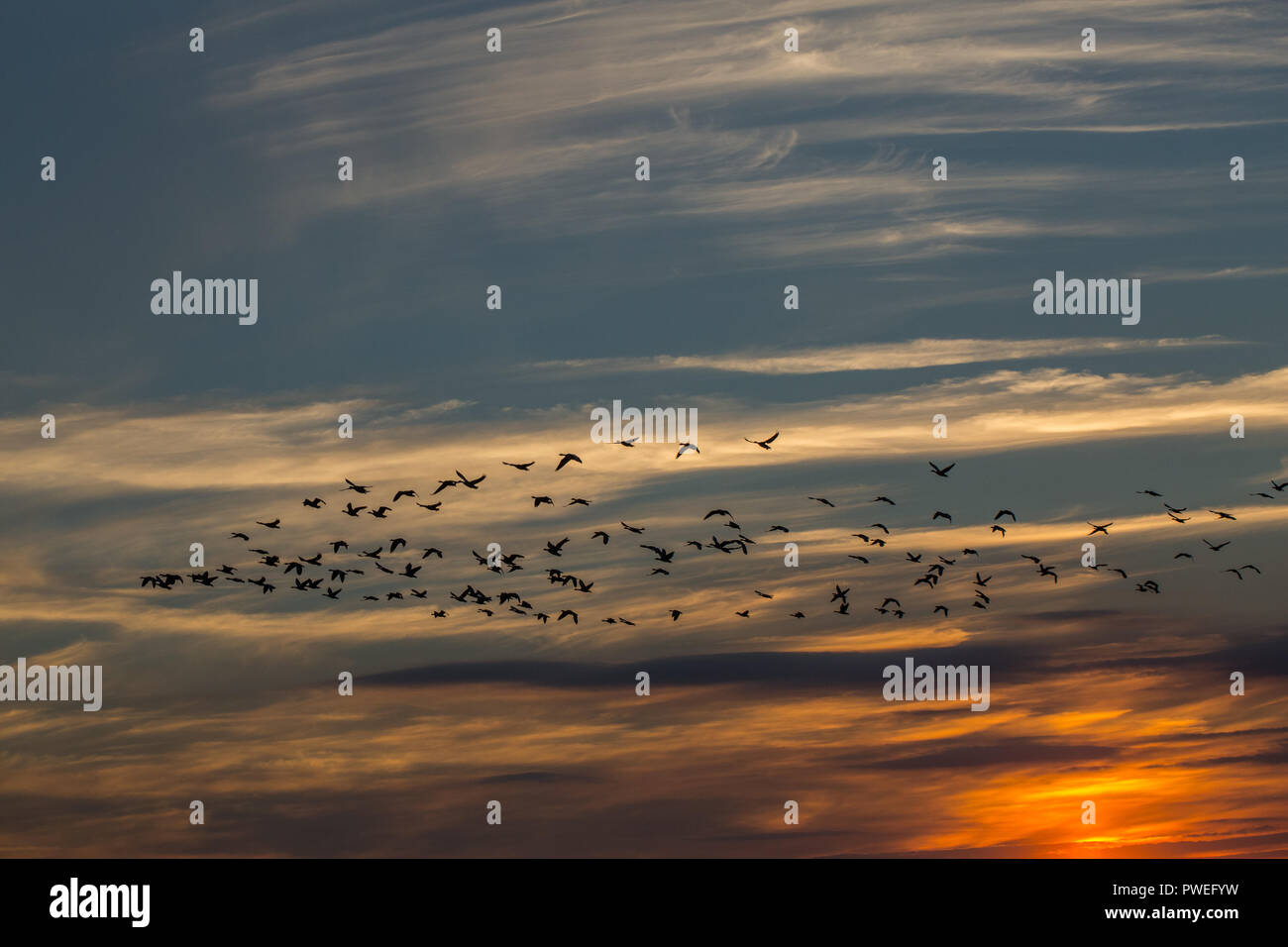 Graugänse (Anser anser). Knäuel, Vögel in Silhouette gegen die untergehende Sonne beleuchteten Wolken Hintergrund, herbstliche Abendlicht. Ingham, Norfolk. Oktober. Stockfoto